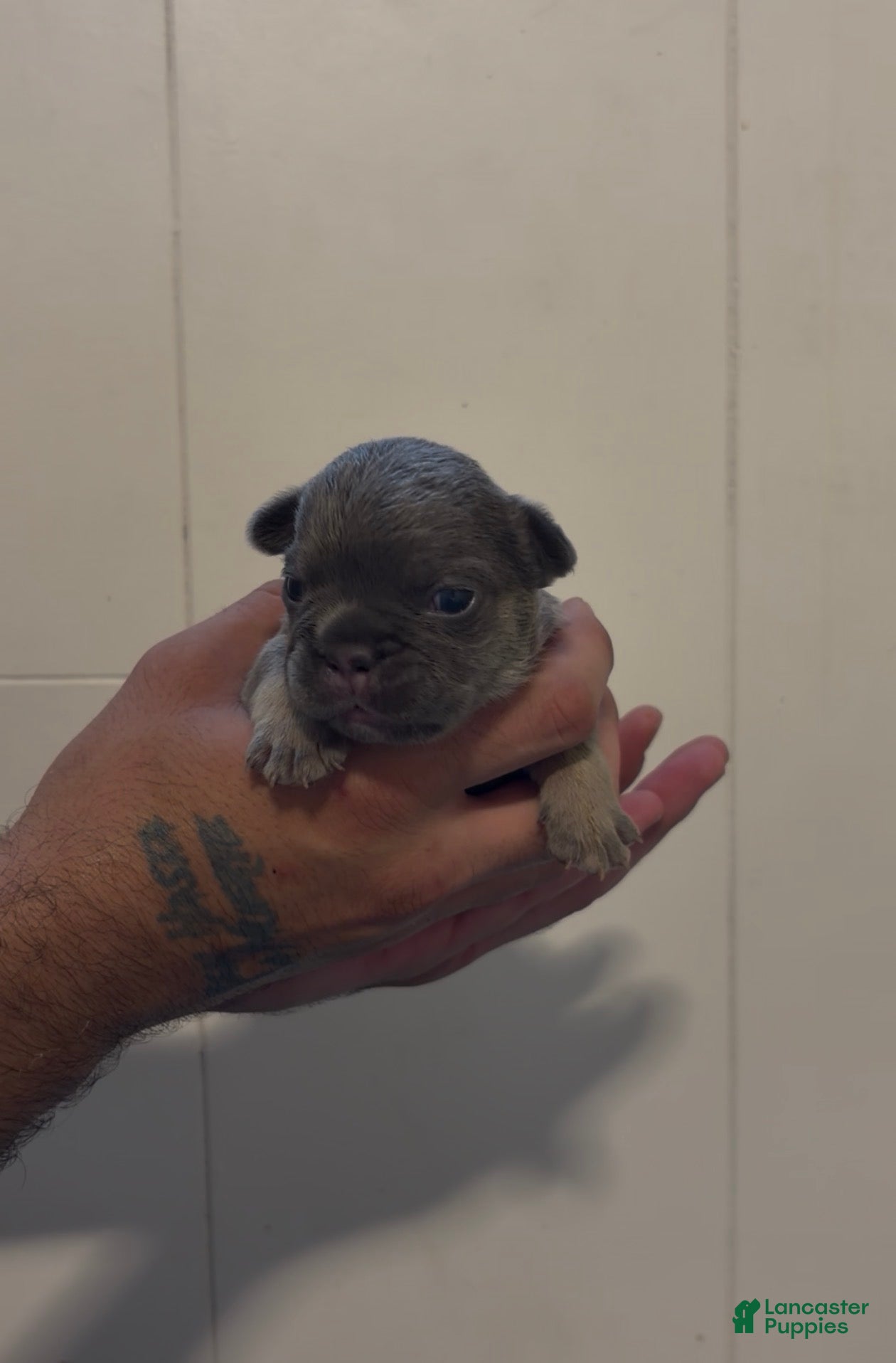 French Bulldog dogs French Bulldog 3 - Ad 36