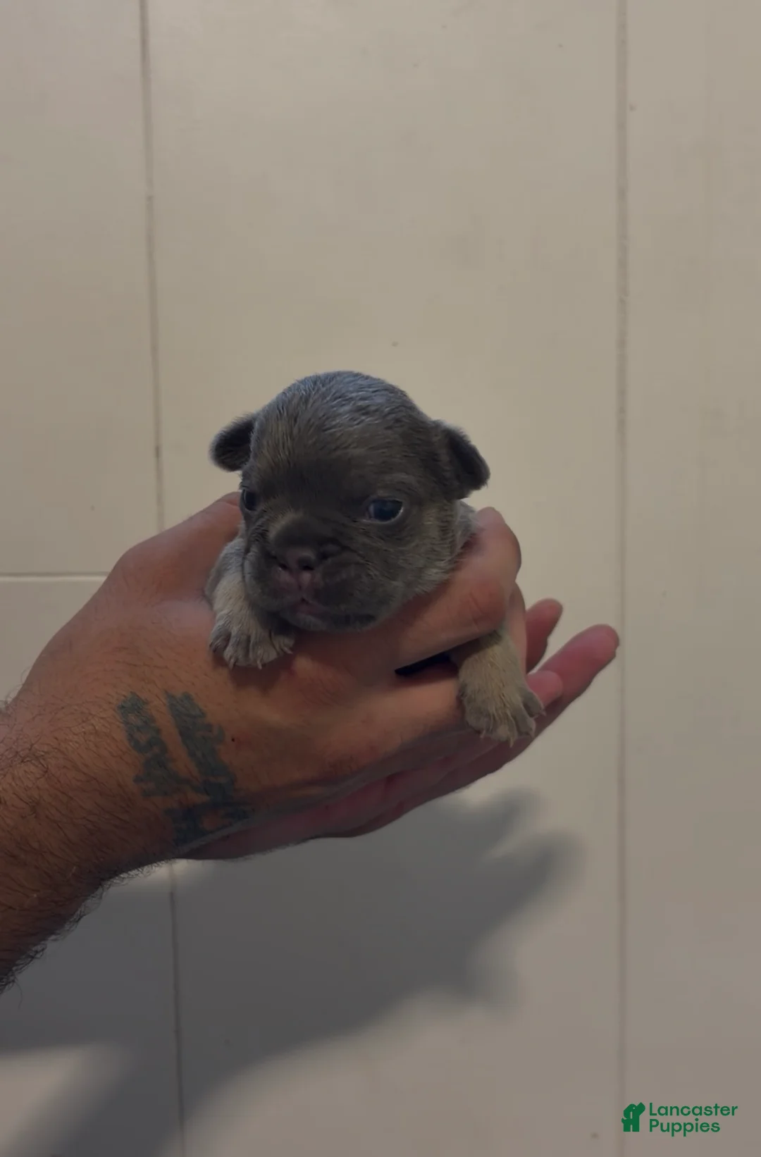 French Bulldog dogs for sale: French Bulldog 3 - Ad 1