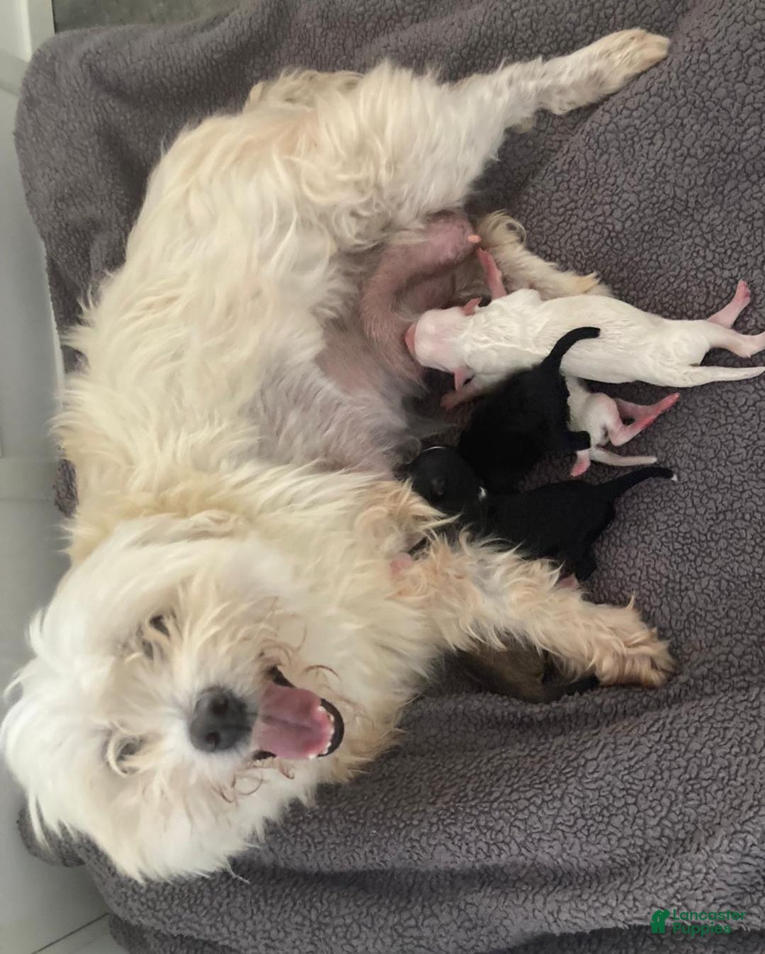 Maltipoo dogs for sale: Joel - Ad 2