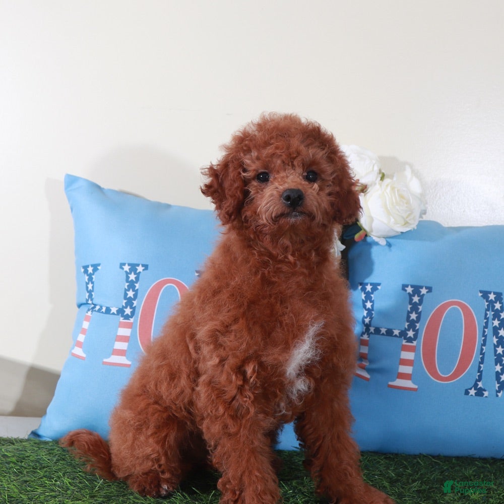 Mini Goldendoodle dogs Ruby-Gorgeous Female Mini Goldendoodle Puppy - Ad 2