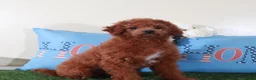 Mini Goldendoodle dogs for sale: Ruby-Gorgeous Female Mini Goldendoodle Puppy - Ad 2