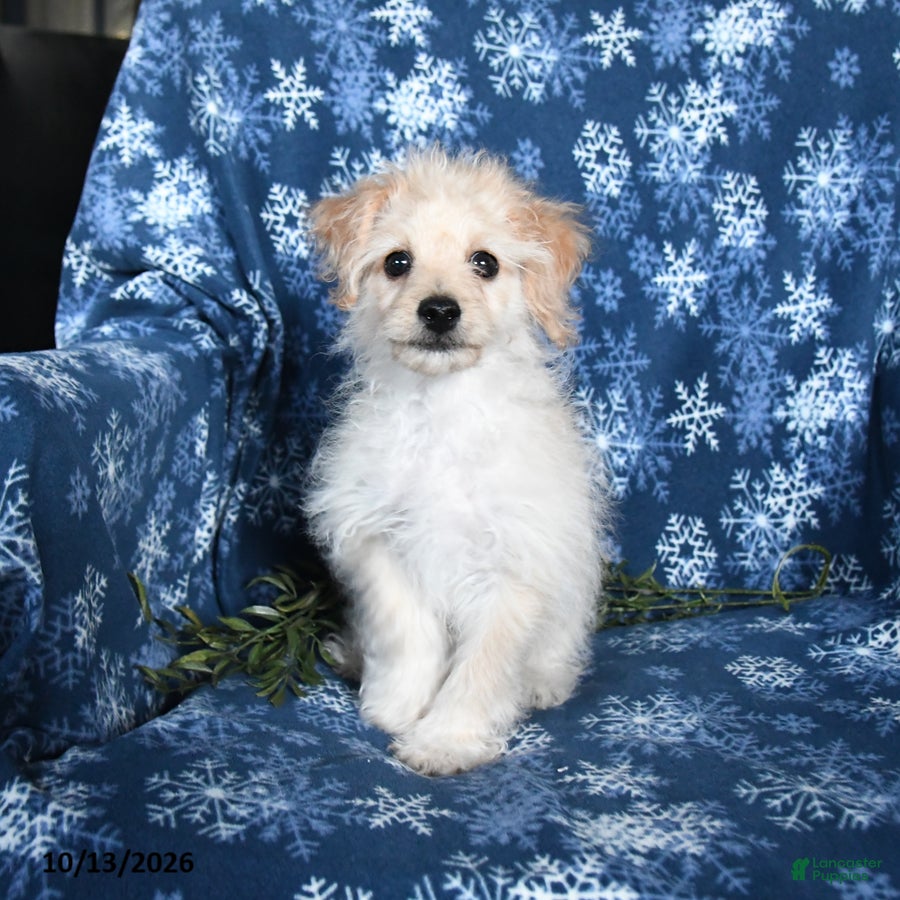 Bichpoo dogs for sale: Zachary  - Ad 2