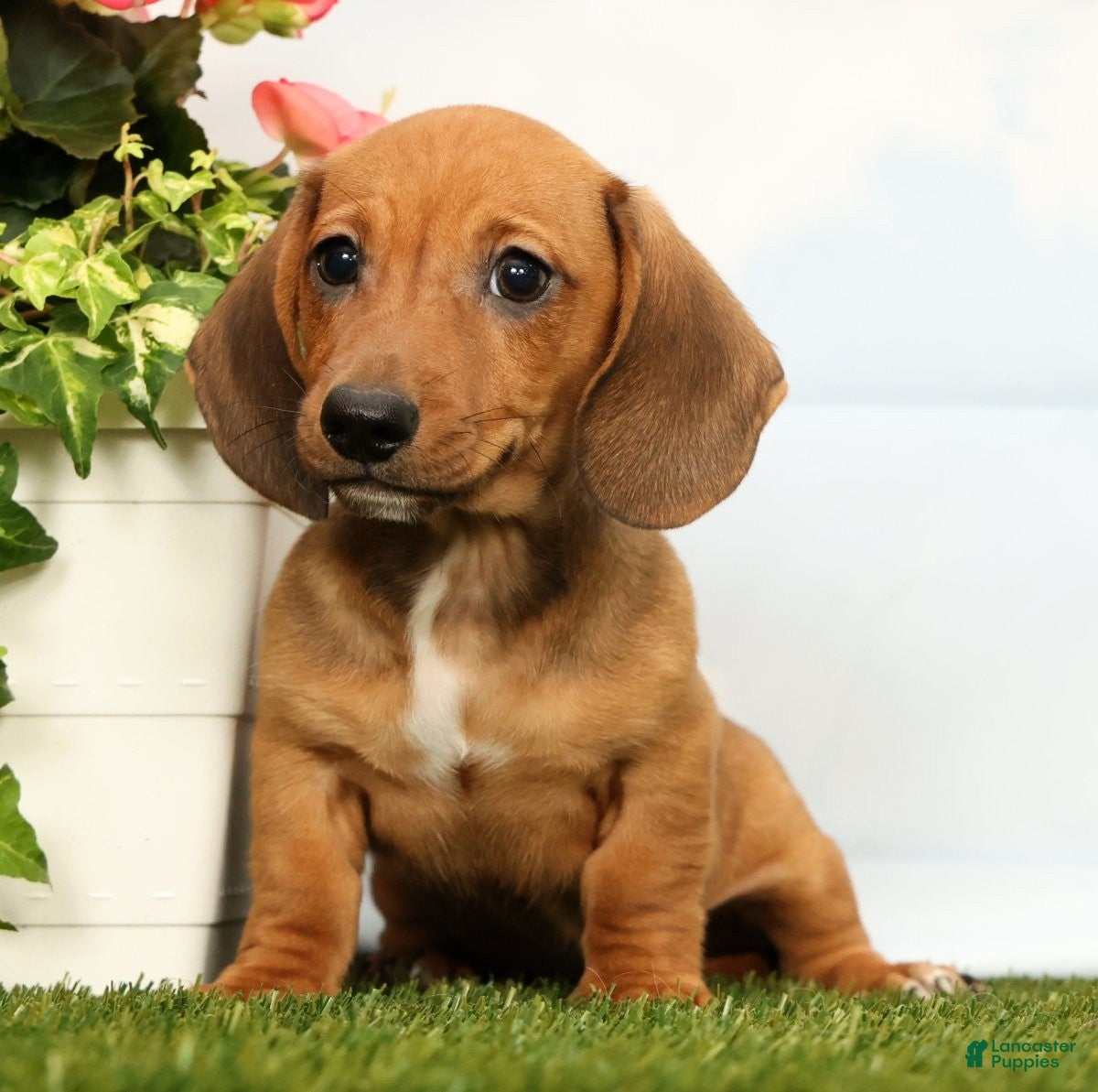 Miniature Dachshund dogs Jordan - Ad 1