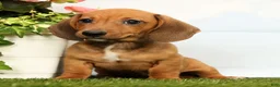 Miniature Dachshund dogs for sale: Jordan - Ad 1