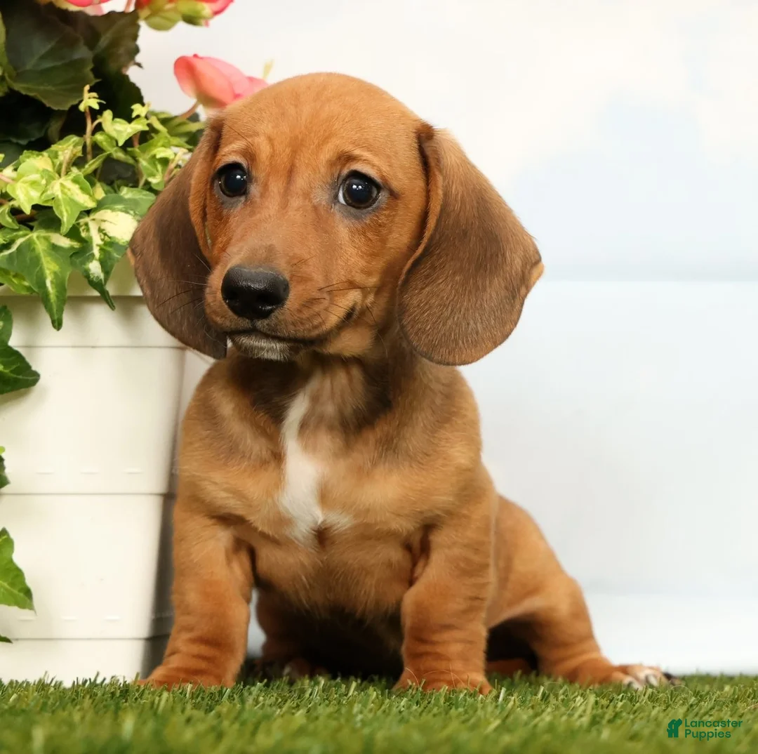Miniature Dachshund dogs for sale: Jordan - Ad 1