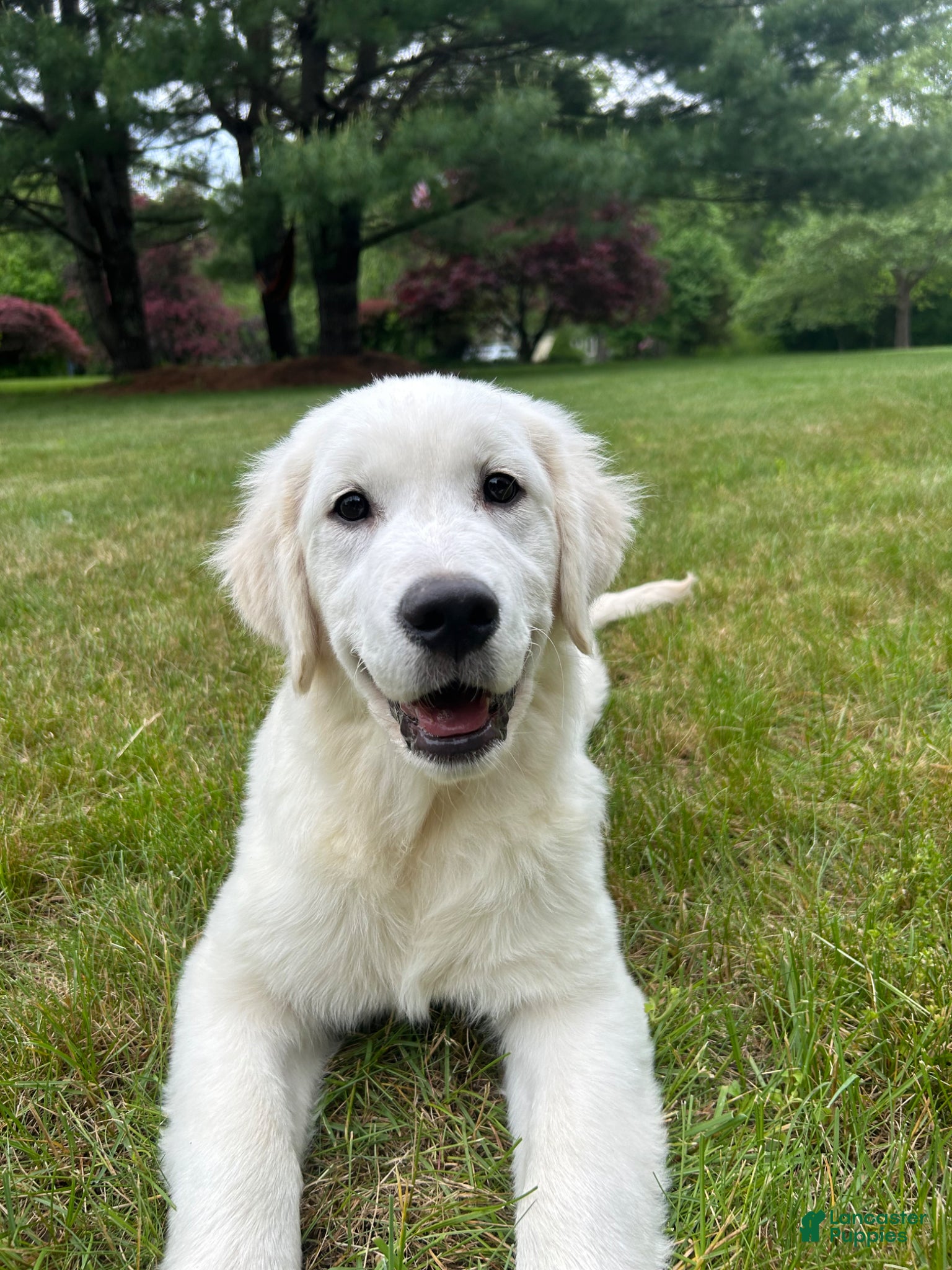 Golden Retriever dogs Lilly - Ad 1