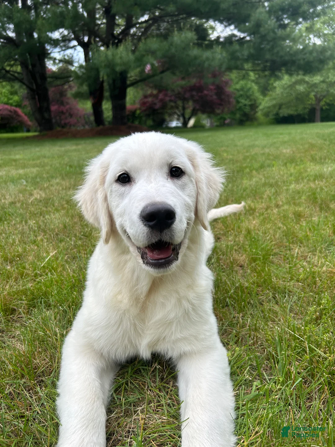 Golden Retriever dogs for sale: Lilly - Ad 1