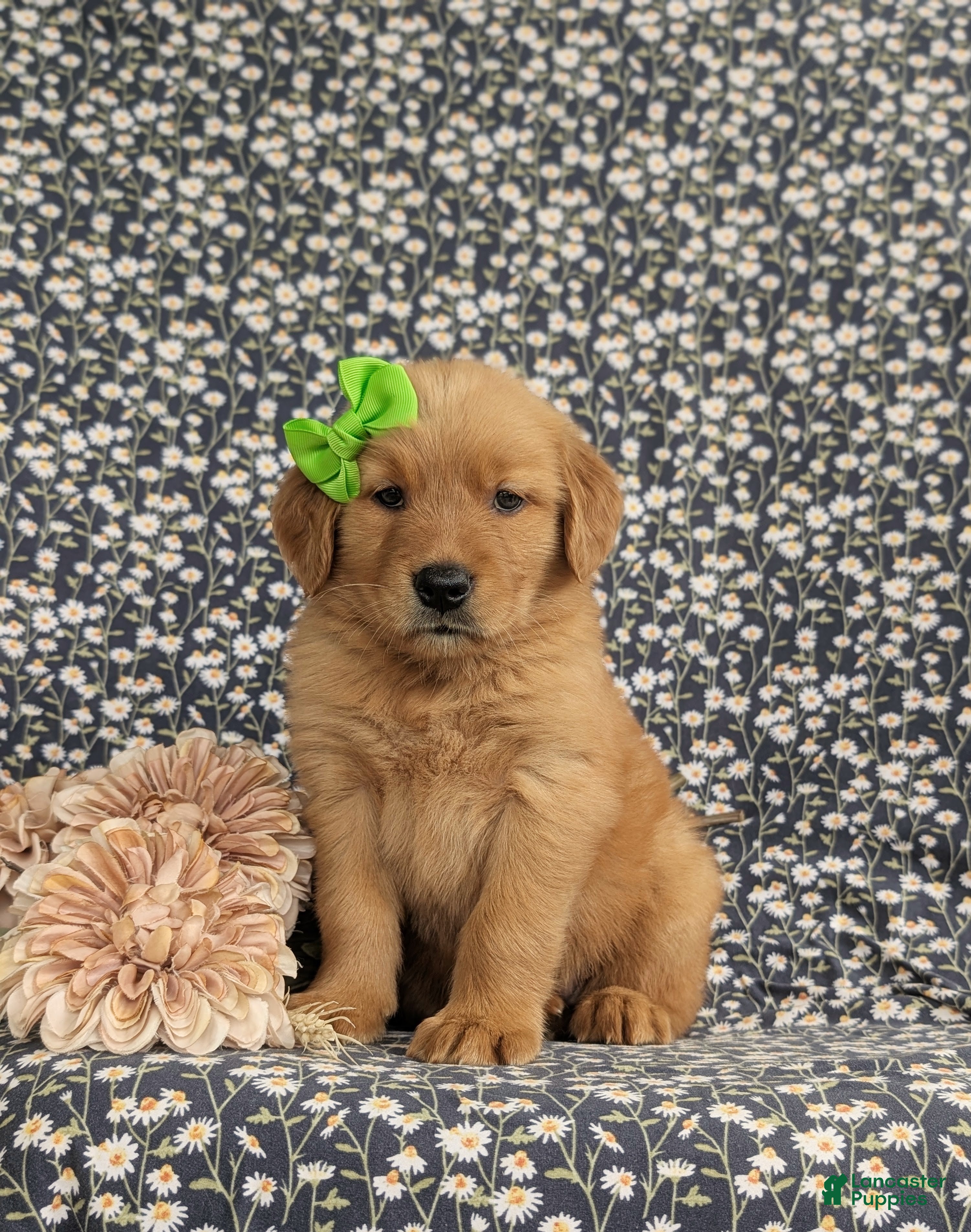 Golden Retriever dogs Zoie AKC Reg - Ad 1