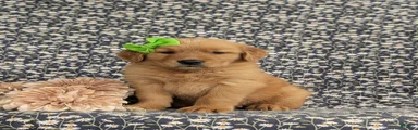 Zoie AKC Reg