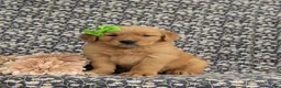 Golden Retriever dogs for sale: Zoie AKC Reg - Ad 1