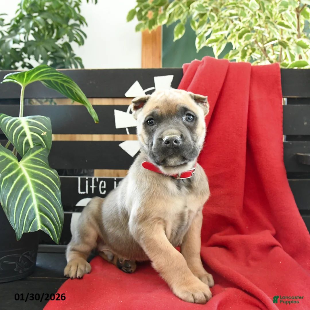 Cane Corso dogs for sale: Rocco - Ad 5