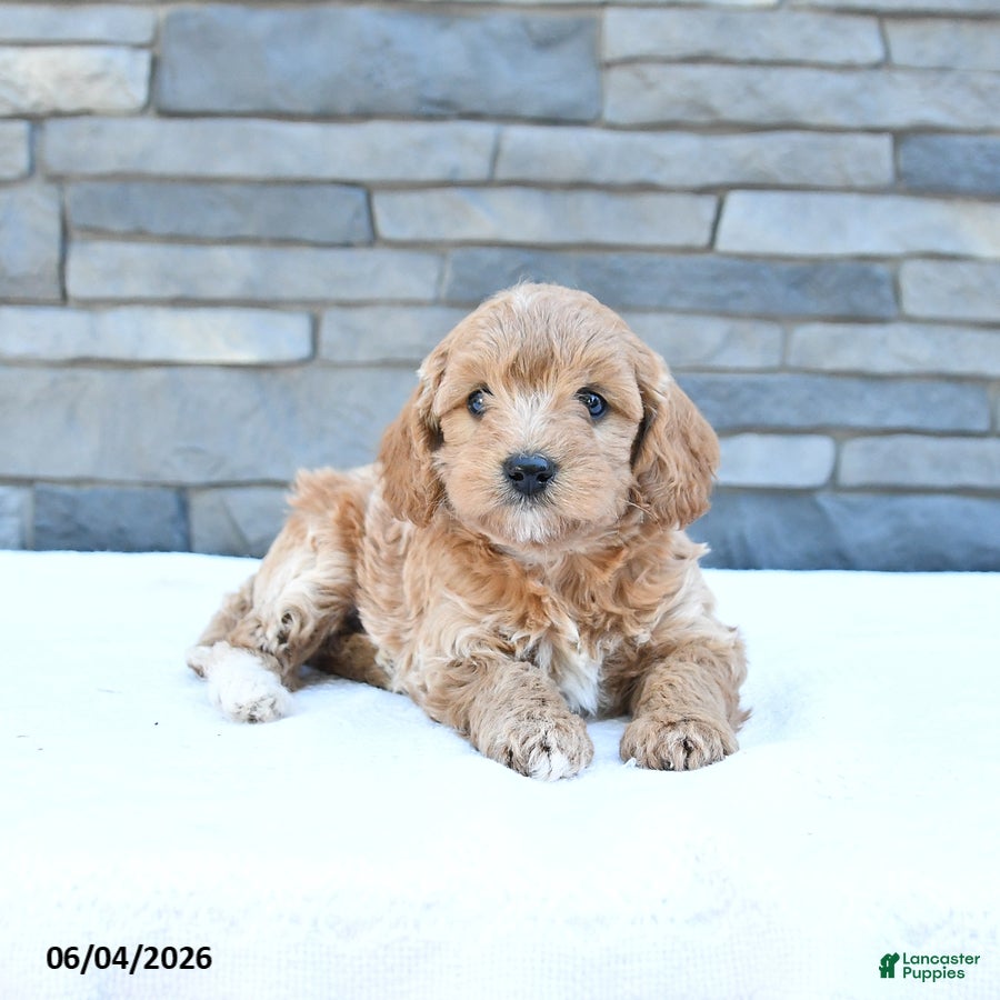 Cockapoo dogs Maisie - Ad 2