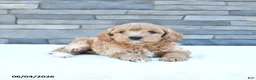 Cockapoo dogs for sale: Maisie - Ad 2