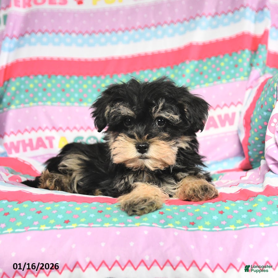 Morkie dogs Baxter - Ad 39