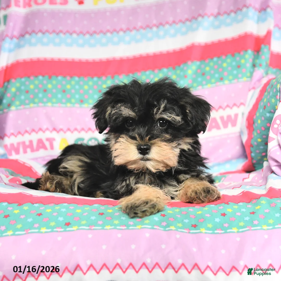 Morkie dogs for sale: Baxter - Ad 1