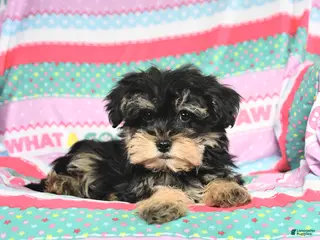 Morkie dogs Baxter - Ad 27
