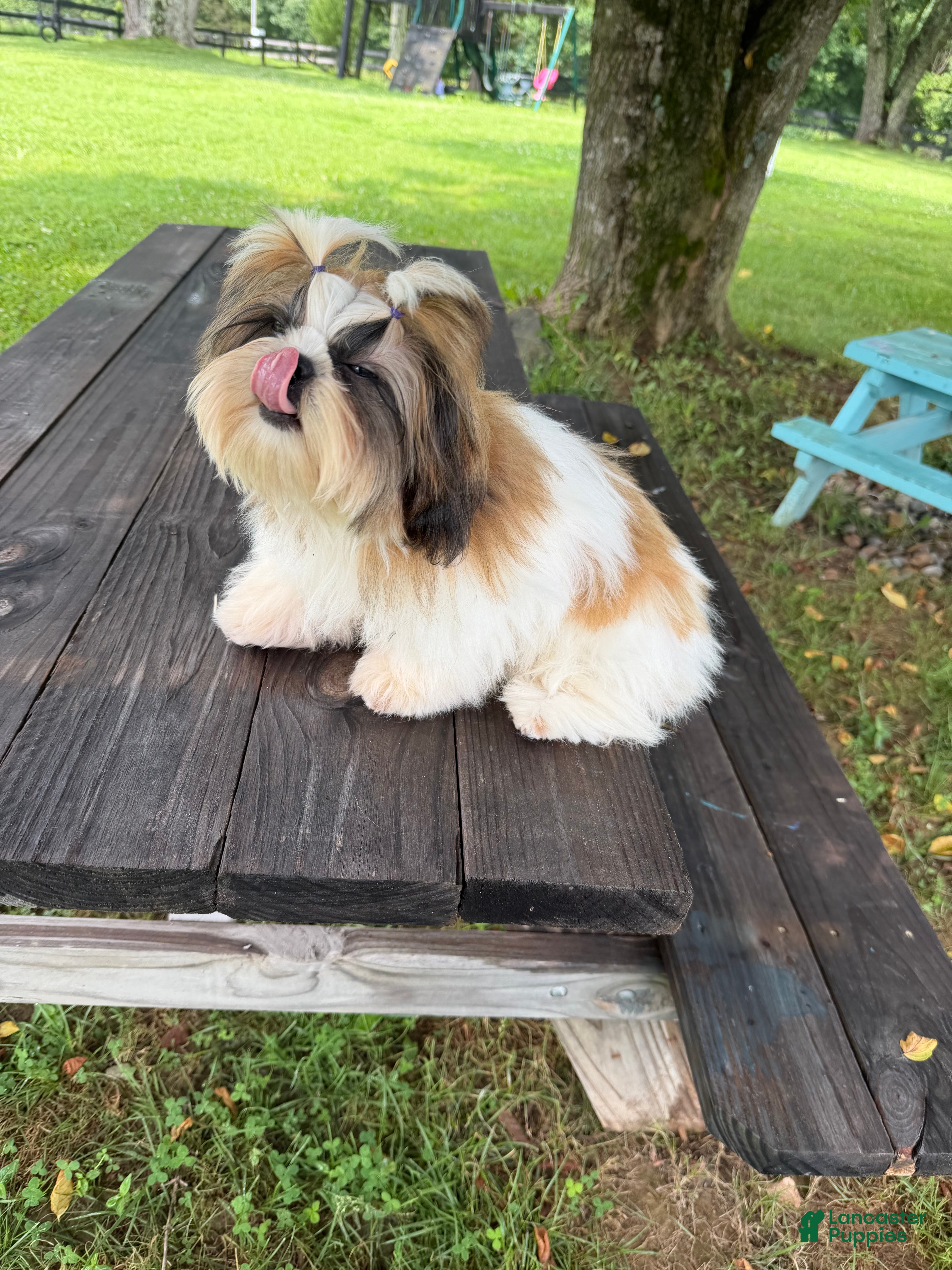 Shih Tzu dogs Meredith  - Ad 2