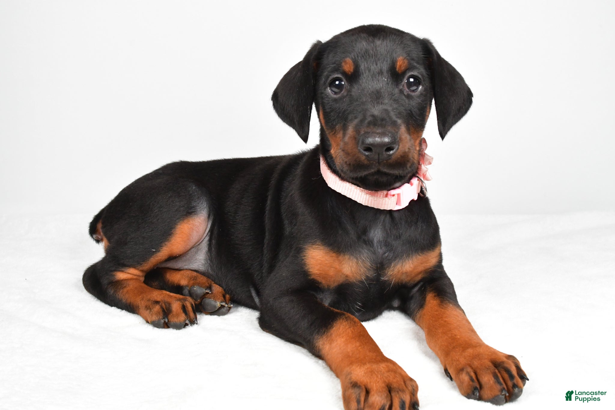 Doberman Pinscher dogs Lexi - Ad 2