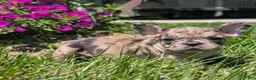 French Bulldog dogs for sale: French Dressing - Ad 5