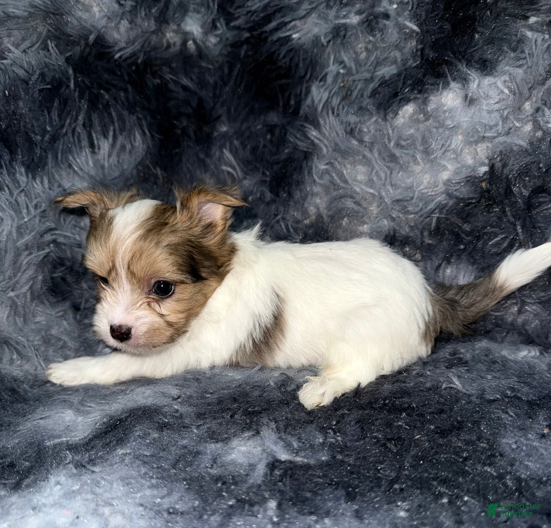 Yorkshire Terrier dogs for sale: Blaze - Ad 4