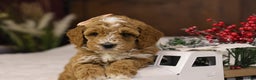 Goldendoodle dogs for sale: Twinkle - Ad 5