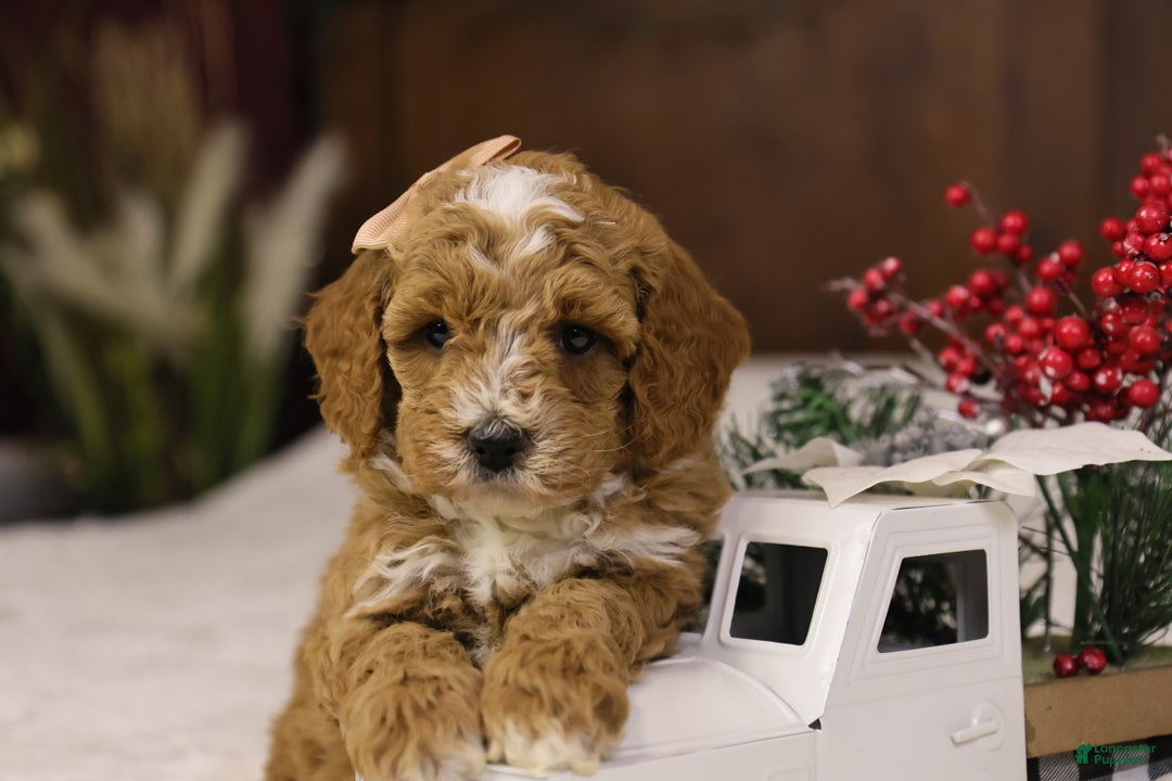 Goldendoodle dogs for sale: Twinkle - Ad 5