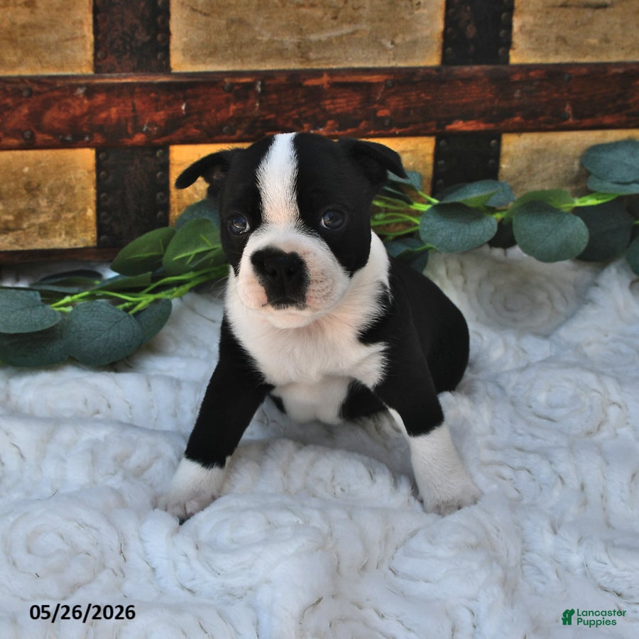 Boston Terrier dogs Beau - Ad 2