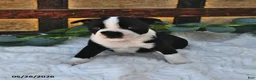 Boston Terrier dogs for sale: Beau - Ad 2