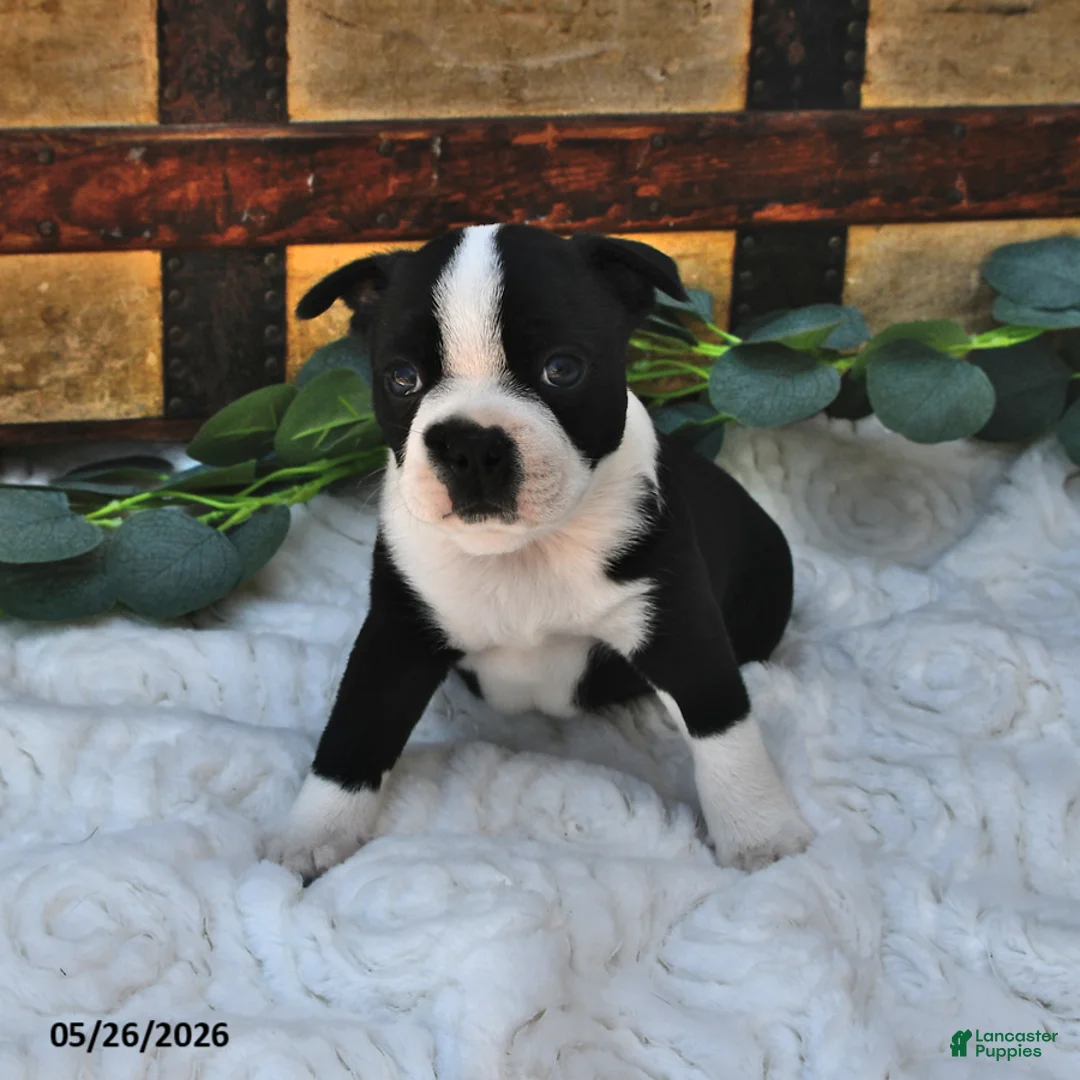 Boston Terrier dogs for sale: Beau - Ad 2