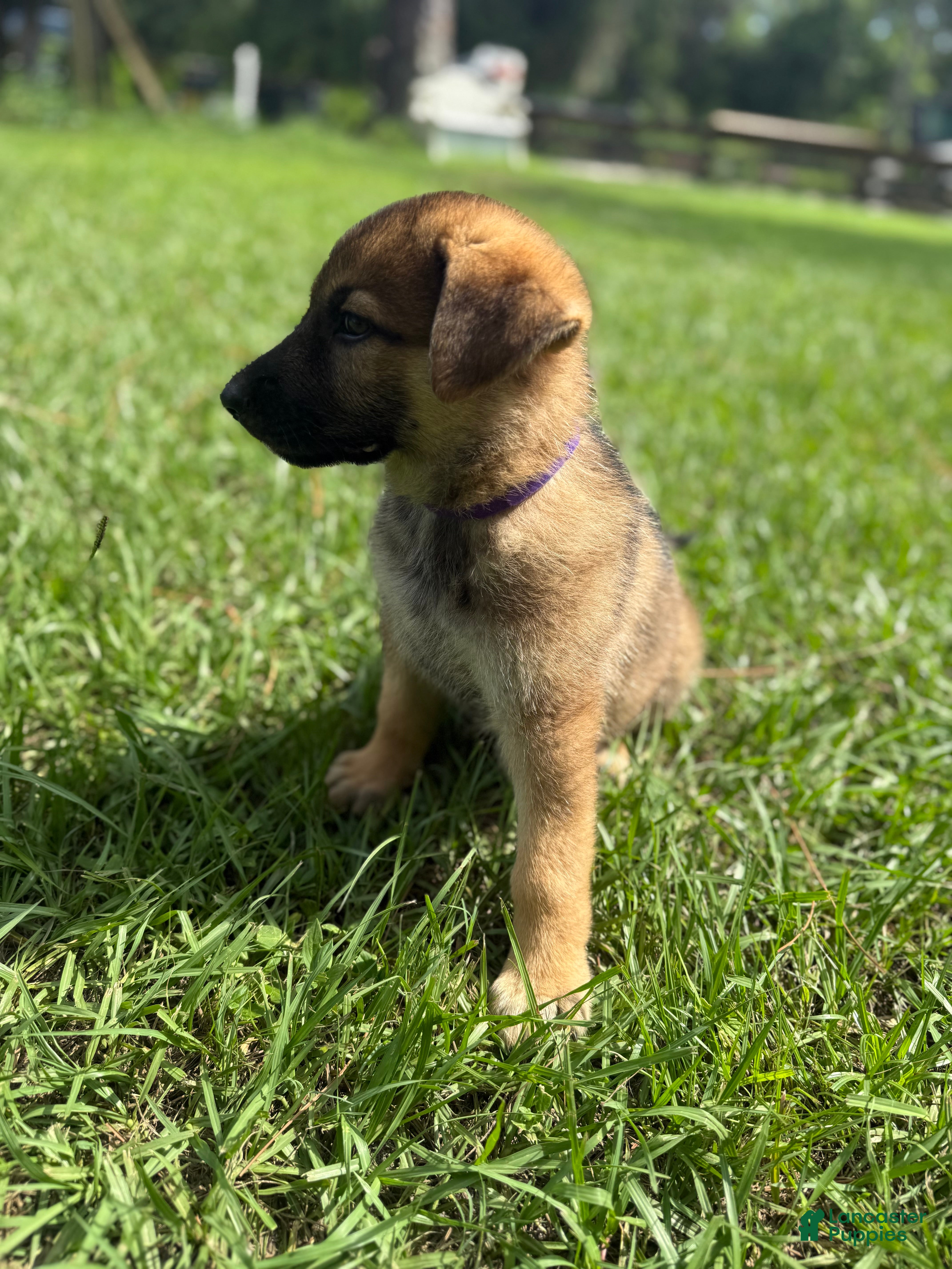 German Shepherd dogs Delilah - Ad 1