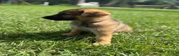 German Shepherd dogs for sale: Delilah - Ad 87