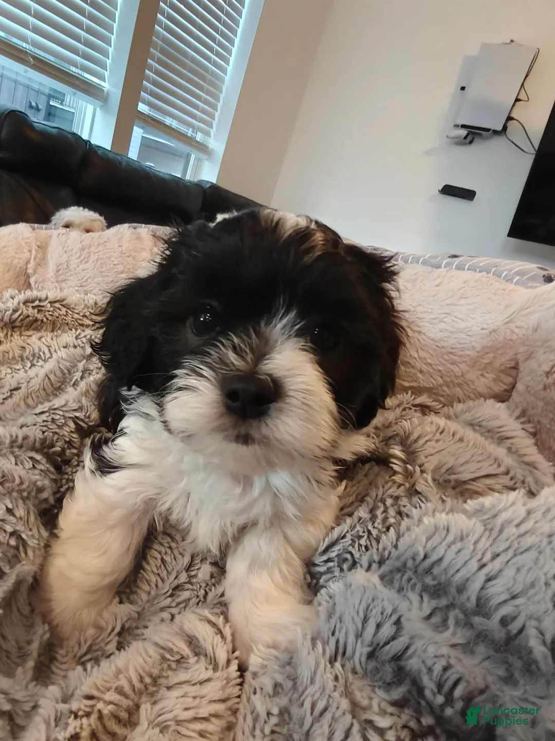 Mixed Breed dogs for sale: Mocha - Ad 1