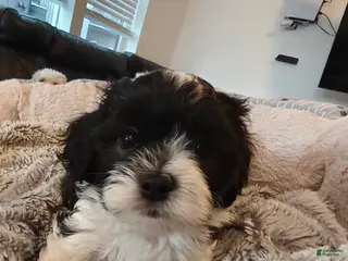 Mixed Breed dogs Mocha - Ad 9