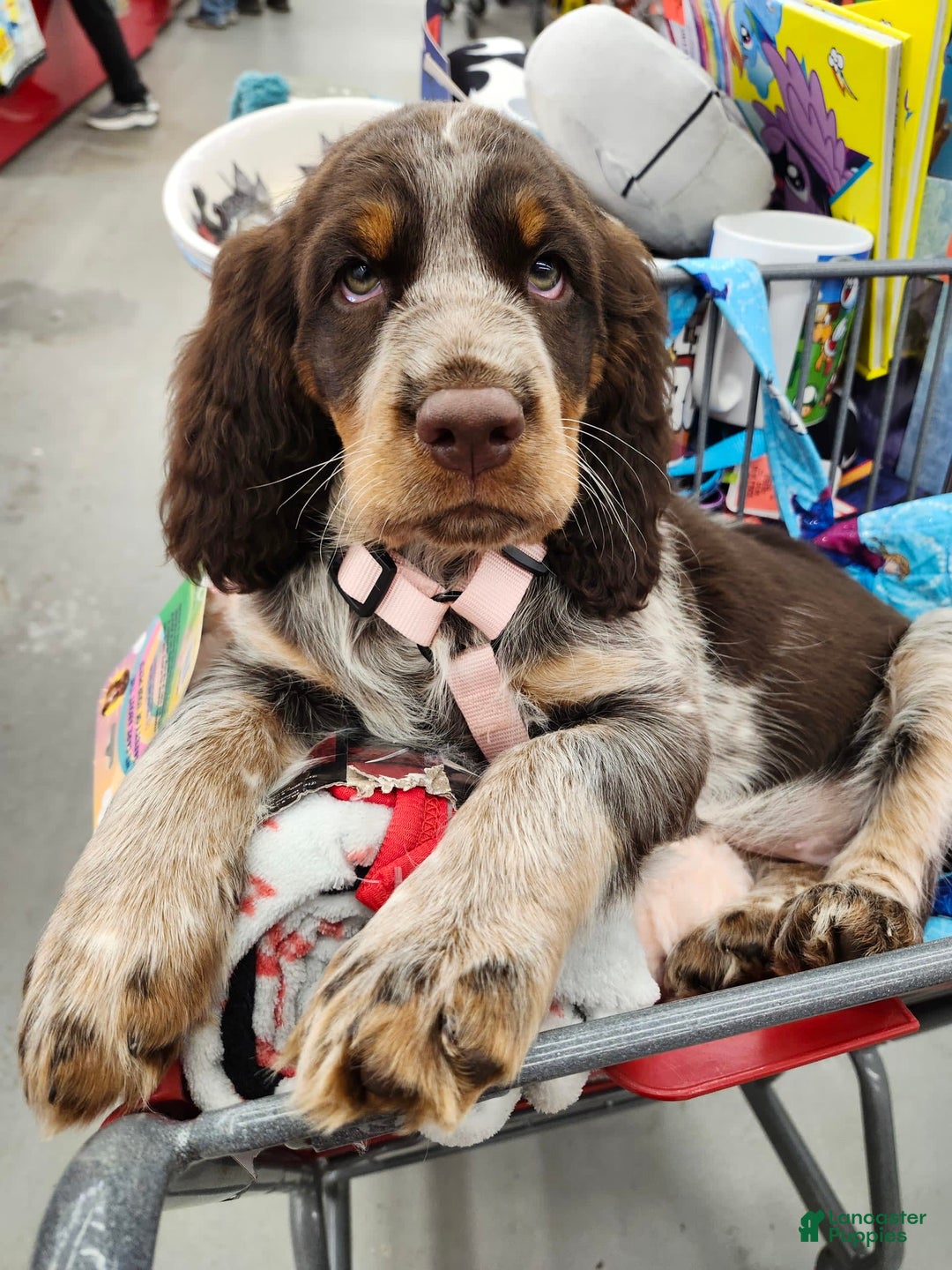 Gallery Image {{count}}