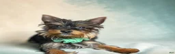 Yorkshire Terrier dogs for sale: Yorkshire Terrier 1 - Ad 5