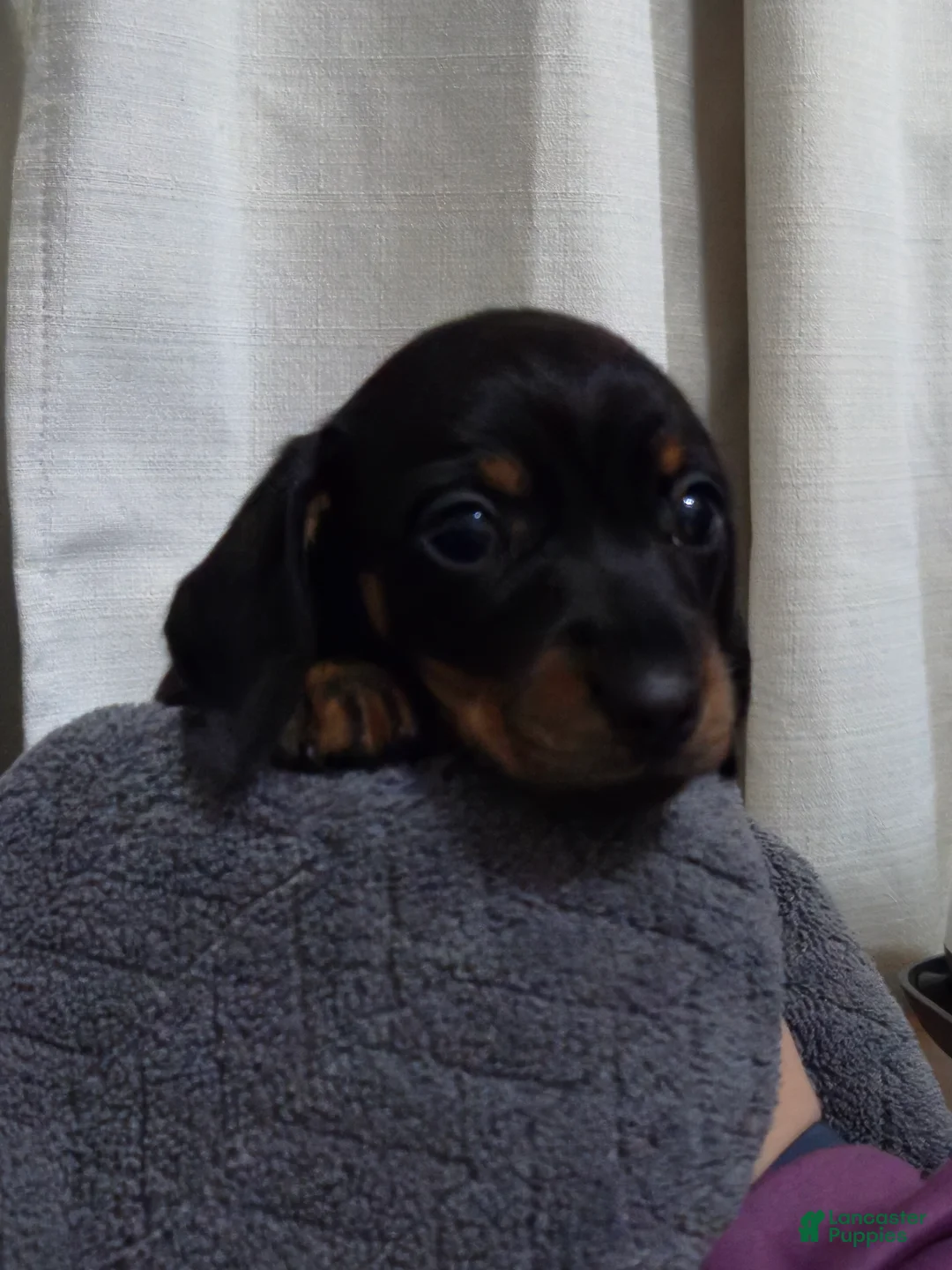 Dachshund dogs for sale: Dachshund Puppy 4 - Ad 2