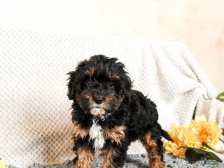 Cavapoo dogs Ollie - Ad 18