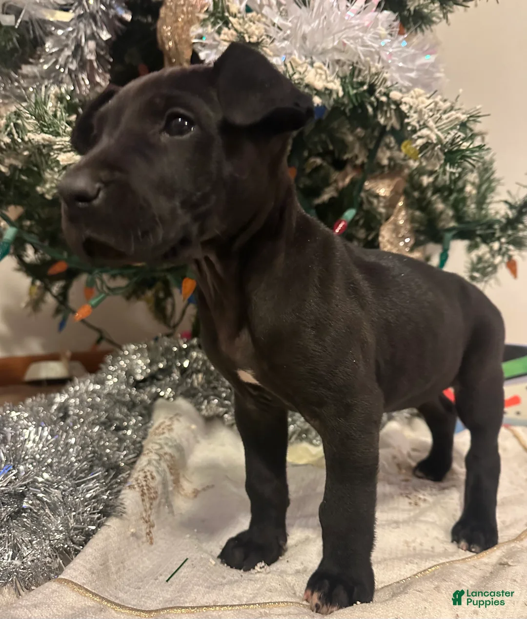 Great Dane dogs for sale: Great Dane Puppy 4 - Ad 1