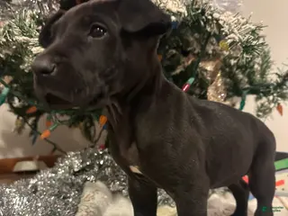 Great Dane dogs Great Dane Puppy 4 - Ad 6