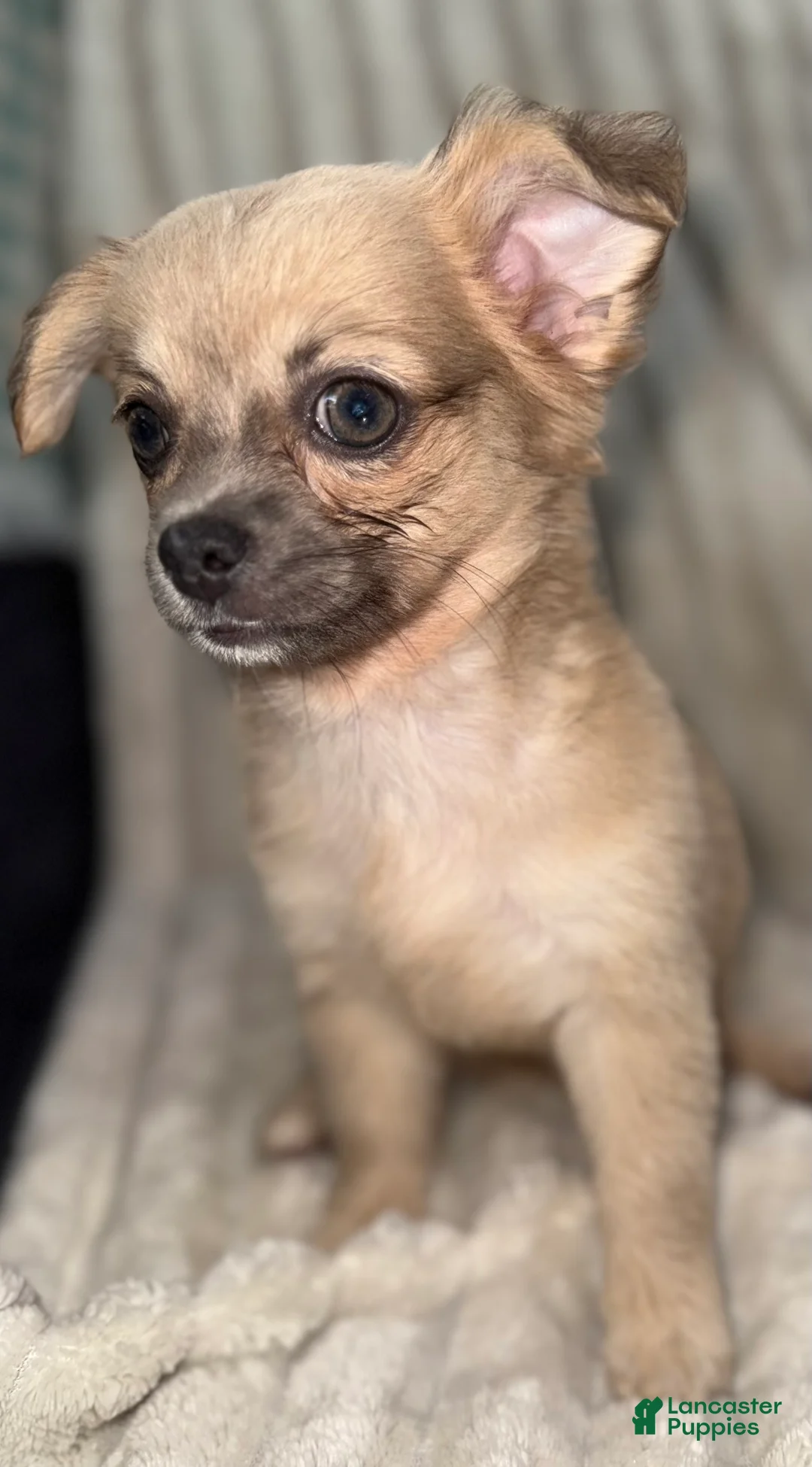Chihuahua dogs for sale: May - Ad 4