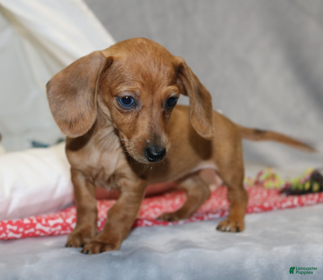 Miniature Dachshund dogs for sale: Button - Ad 5