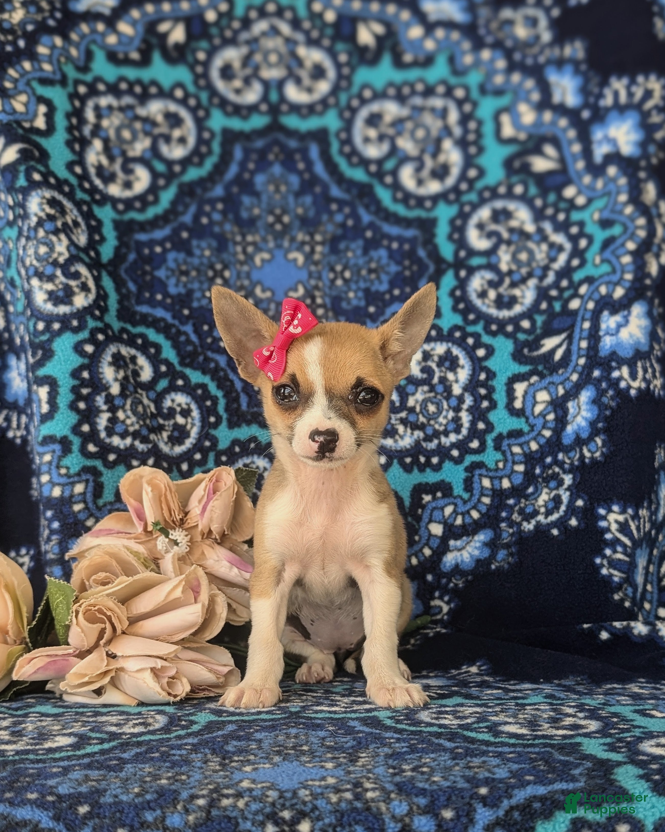 Chihuahua dogs Amelia 6 lbs Full Grown - Ad 2