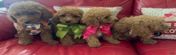 Miniature Poodle dogs for sale: Miniature Poodle 4 - Ad 3