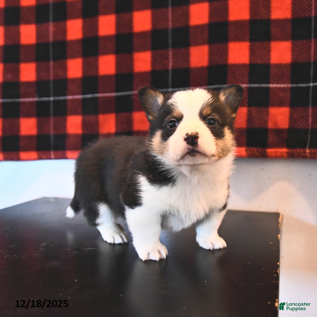 Welsh Corgi Pembroke dogs for sale: Gunner  - Ad 3