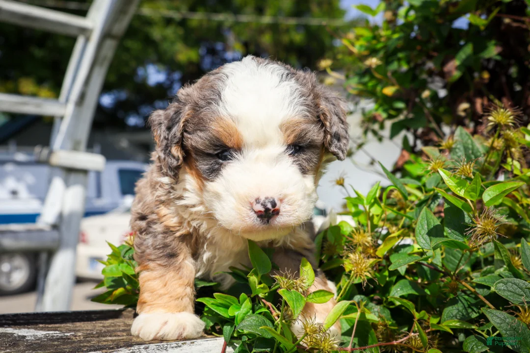 Mixed Breed dogs for sale: Concha - Ad 2