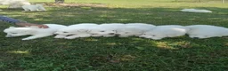 Great Pyrenees dogs for sale: Sage - Ad 6