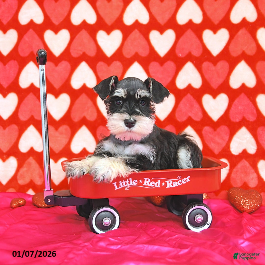 Miniature Schnauzer dogs for sale: Paris - Ad 3