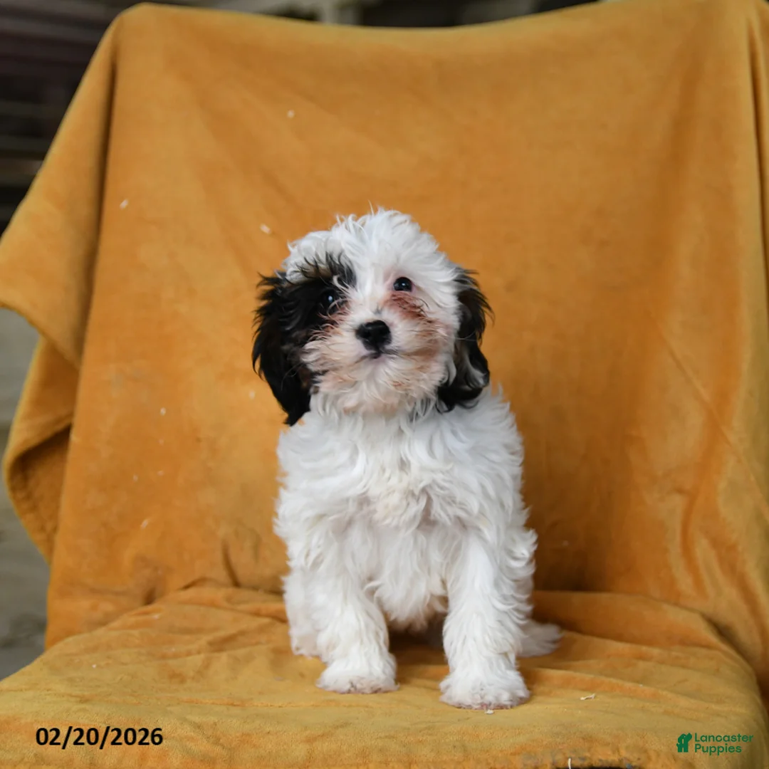 Cavapoo dogs for sale: Gloria - Ad 2