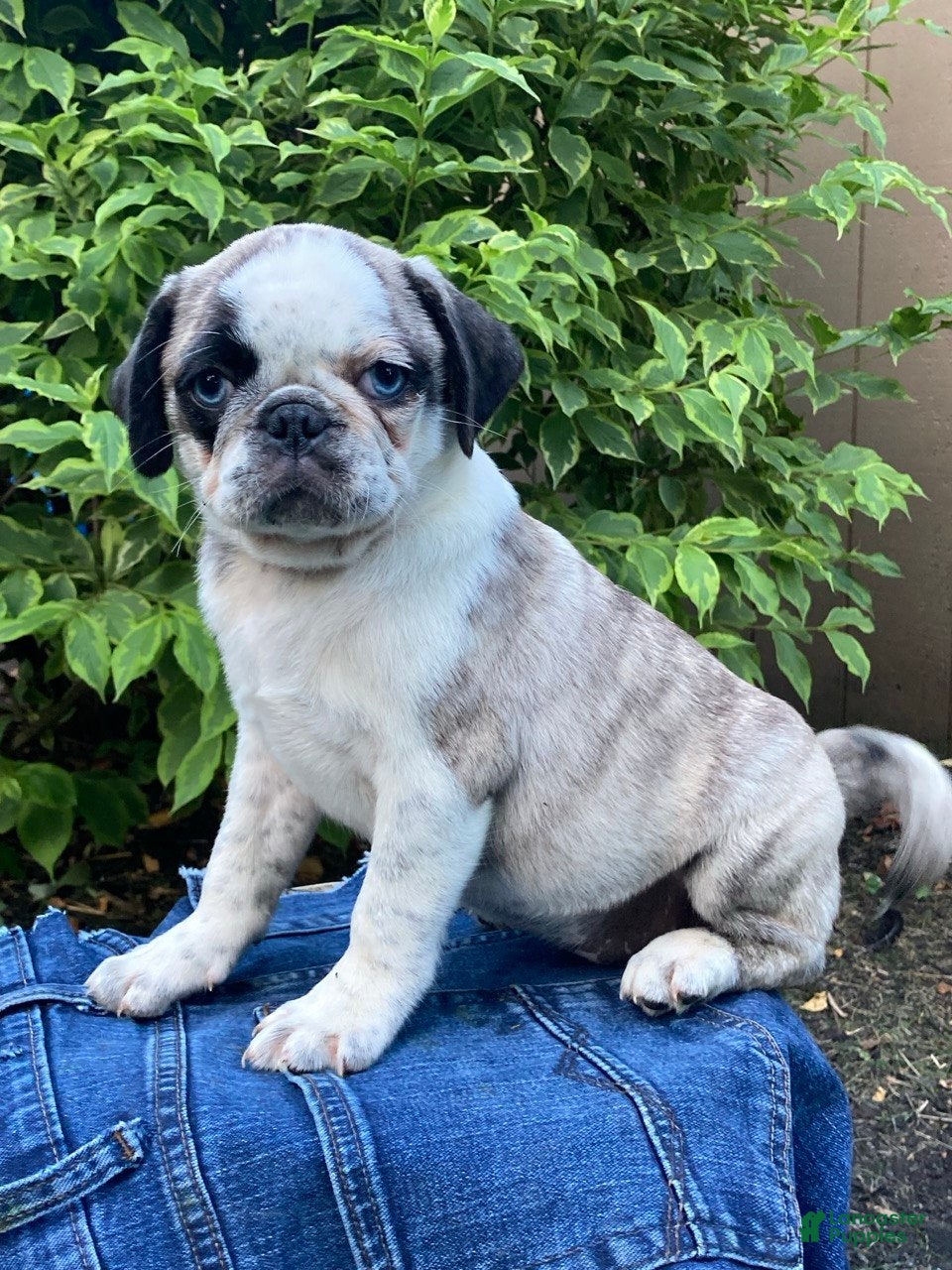 Pug dogs Marmalade  - Ad 1