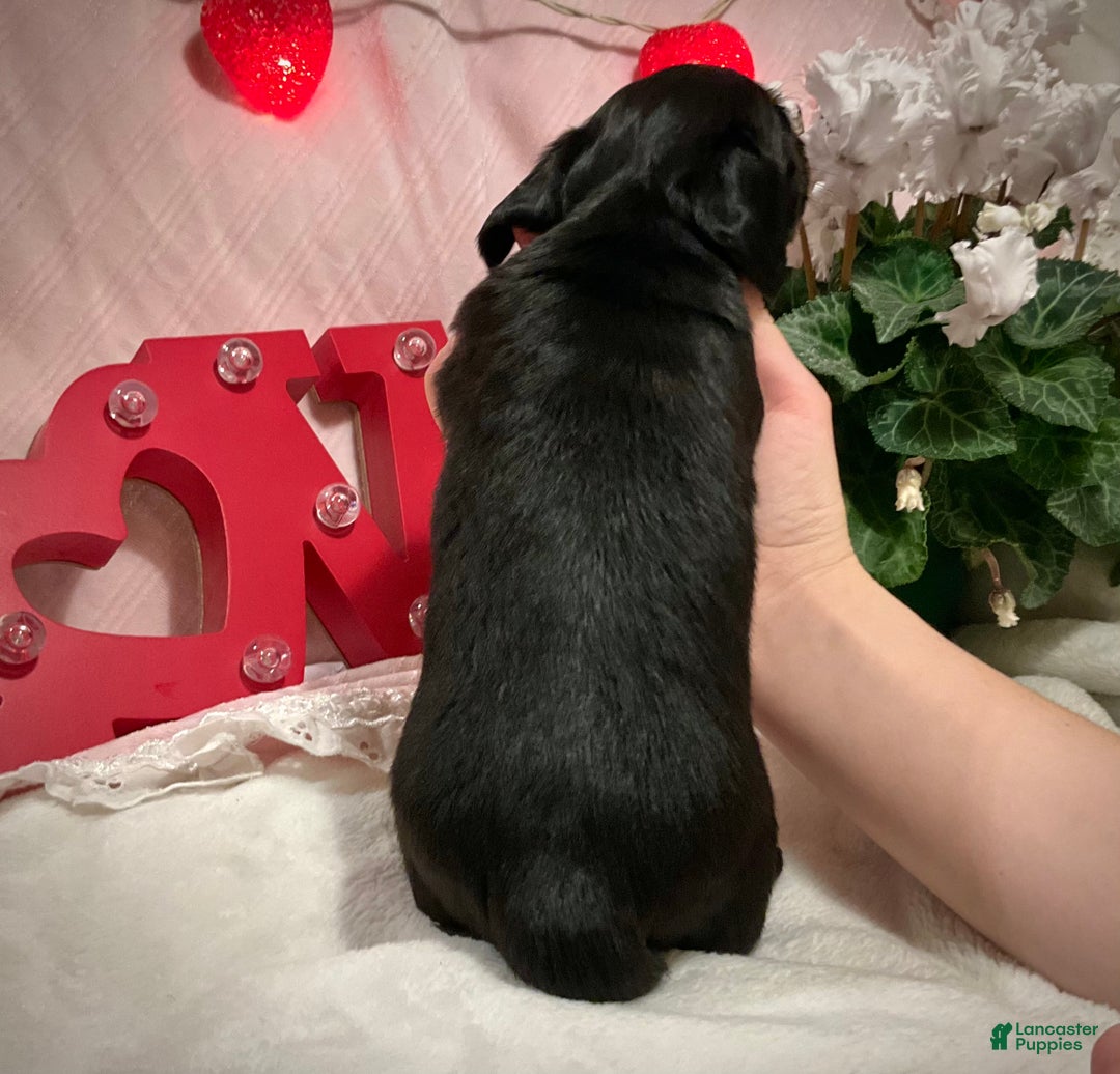 Miniature Dachshund dogs for sale: Leo - Ad 4